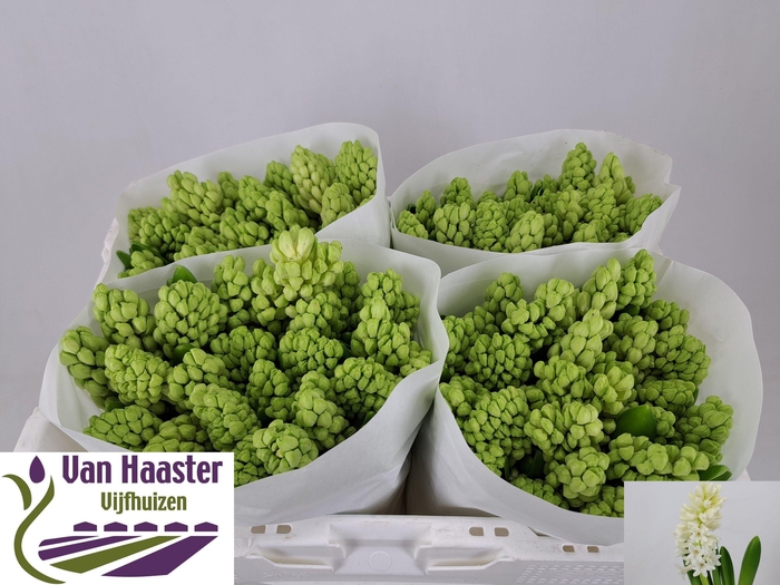 <h4>HYAC LOUVRE</h4>