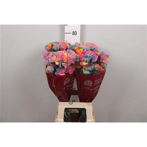 Di St Klbh% Rainbow