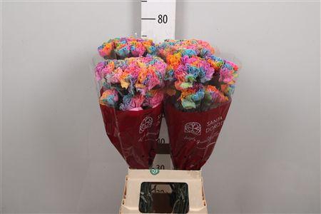 <h4>Di St Klbh% Rainbow</h4>