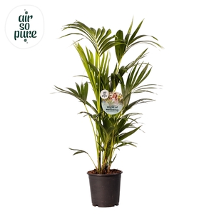 KENTIA - P24 H130 - 6PP - Air So Pure (Howea forsteriana)