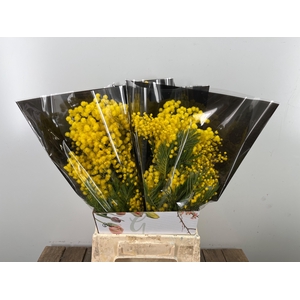 ACACIA BAILEYA BL BS