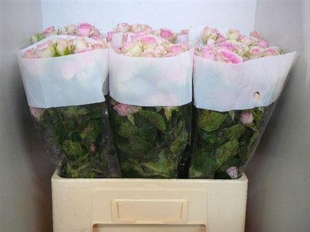 <h4>R Tr Dinara</h4>