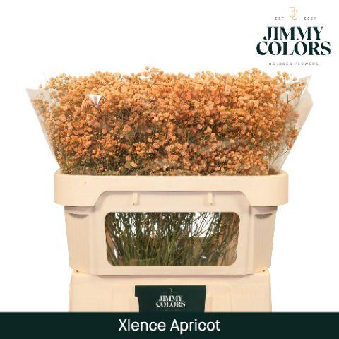 <h4>Gyps Xlence l70 Apricot</h4>