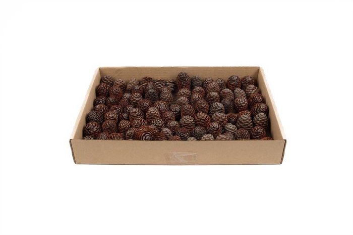 <h4>Leucadendron murii strengen naturel</h4>