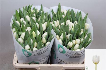 <h4>Tu En Antarctica</h4>