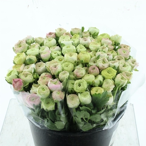 Ran Aazur Light Pink Extra