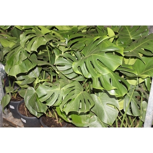 MONSTERA DELICIOSA P23