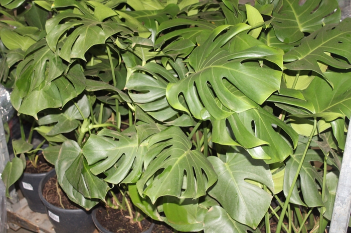 <h4>MONSTERA DELICIOSA P23</h4>