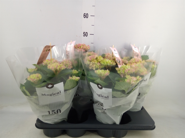<h4>Hydrangea mac. 'Magical Revolution'</h4>
