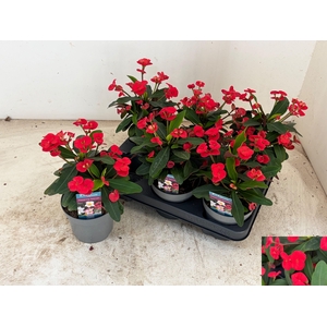 EUPHOR MI MAXI OLYMP