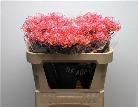 <h4>Leuco Klbh New Rose</h4>