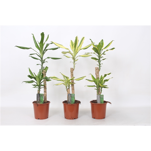 <h4>Dracaena 1-Kop, 17 cm pot</h4>