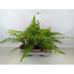 Dicksonia antarctica