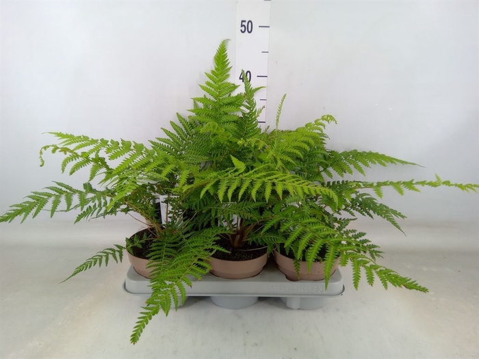 <h4>Dicksonia antarctica</h4>