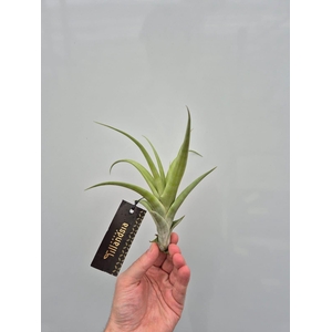 Tillandsia Flexuosa M met Label