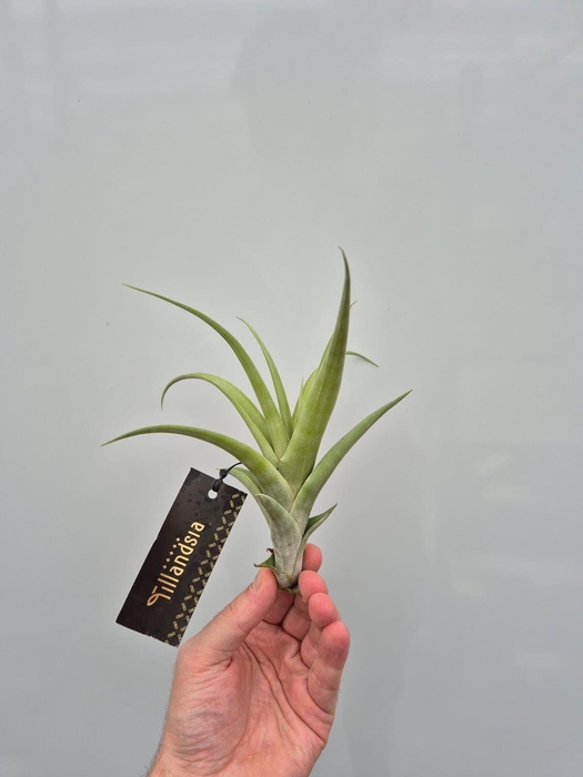 <h4>Tillandsia Flexuosa M met Label</h4>