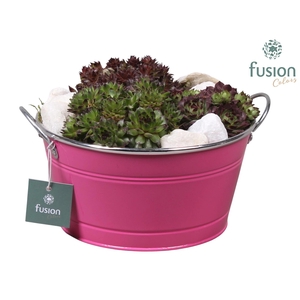 Zinken ronde schaal met Sempervivum