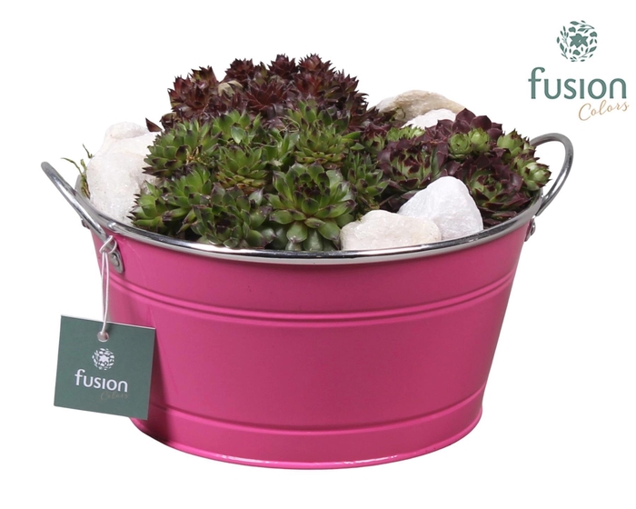 <h4>Zinken ronde schaal met Sempervivum</h4>