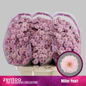 CHR S MILLER PEARL