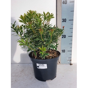 Pieris Japonica 'Little Heath'