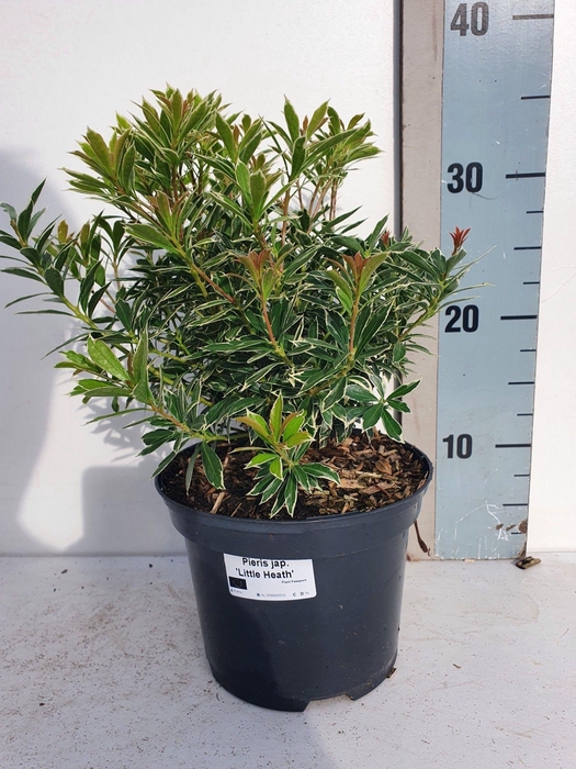 <h4>Pieris Japonica 'Little Heath'</h4>