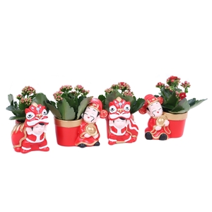 Kalanchoe rood 6 cm in Chongqing planter