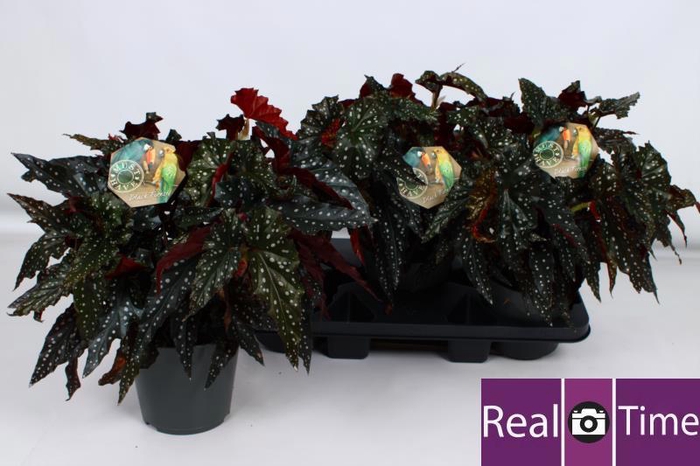 <h4>BEG MA BLACK FOREST</h4>