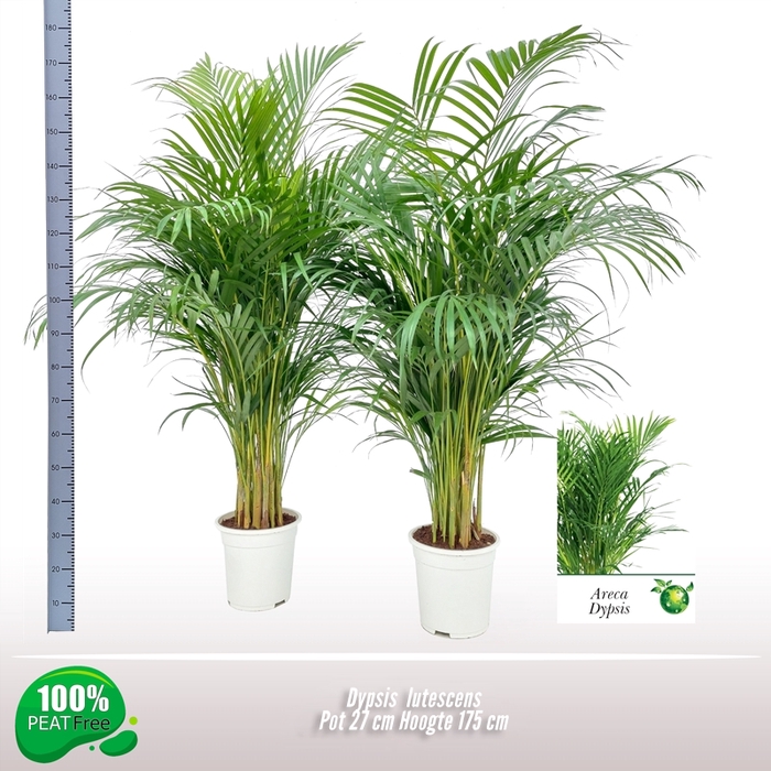 <h4>Dypsis lutescens   ...Chrysalidoca</h4>