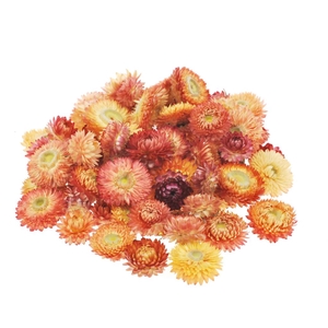 Helichrysum Heads Kg Natural Salmon
