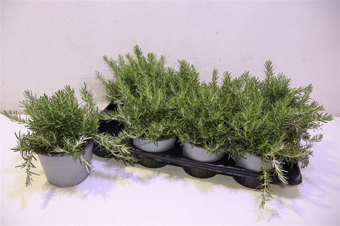 <h4>Rosmarino Capri</h4>