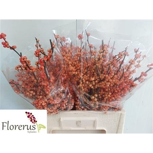 Ilex Ve Winter Gold
