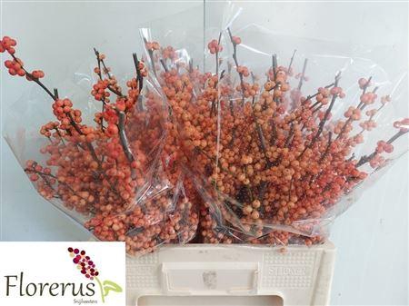 <h4>Ilex Ve Winter Gold</h4>