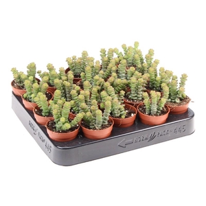 Crassula Overig Hottentot