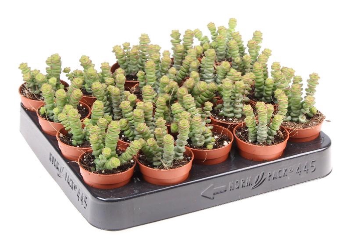 <h4>Crassula Overig Hottentot</h4>
