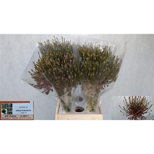 Allium Schubertii