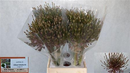 <h4>Allium Schubertii</h4>