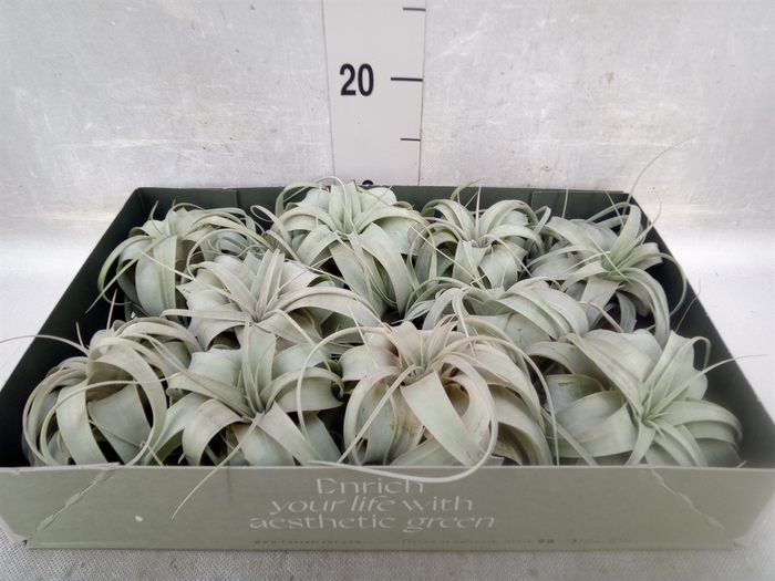 <h4>Tillandsia xerographica</h4>