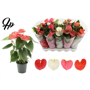 Anthurium 12 cm 4 color mix in Couture sleeve