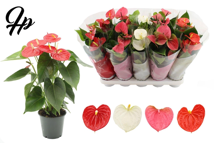 <h4>Anthurium 12 cm 4 color mix in Couture sleeve</h4>