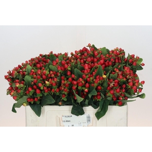 Hypericum Magical Triumph