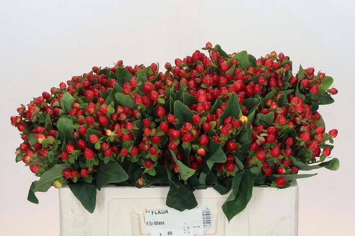 <h4>Hypericum Magical Triumph</h4>