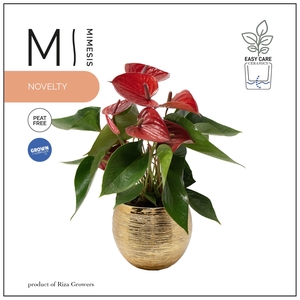 Mimesis Anthurium KARMA Picanta - 12cm Brush Gold