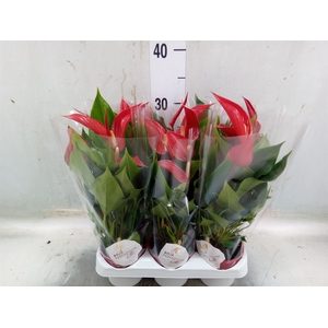 Anthurium  'Banderola Roja'