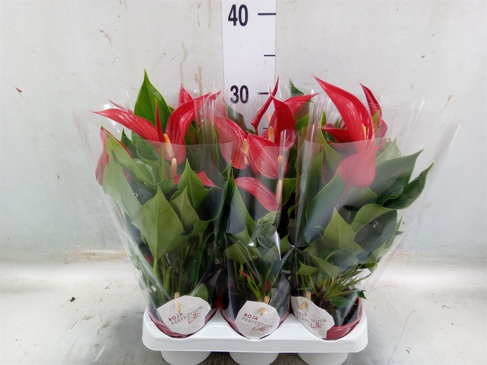 <h4>Anthurium  'Banderola Roja'</h4>