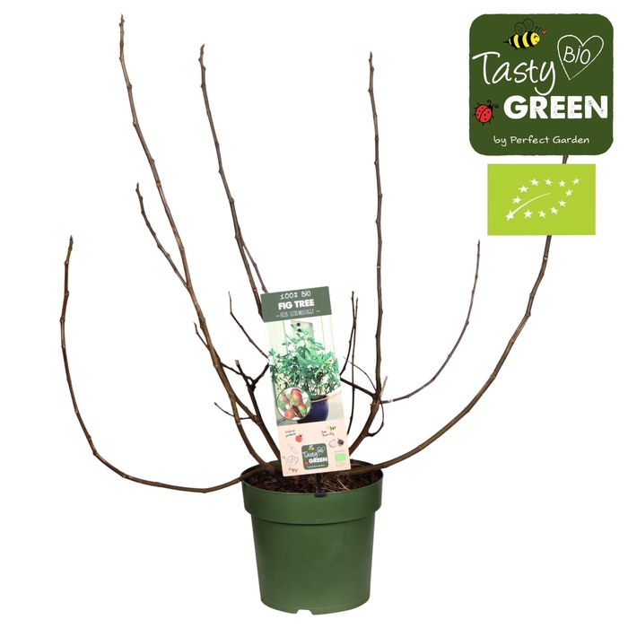 <h4>Ficus carica</h4>