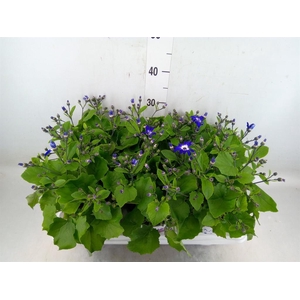 Pericallis cr. 'Senetti Violet Bic'