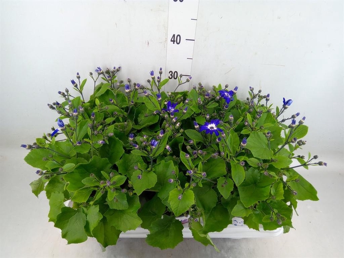 <h4>Pericallis cr. 'Senetti Violet Bic'</h4>