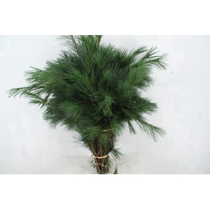 PINUS STROBUS PER BUNCH 90CM