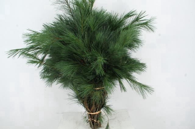 <h4>PINUS STROBUS PER BUNCH 90CM</h4>