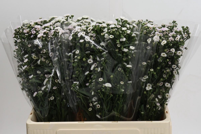 <h4>Aster White Gypsy</h4>